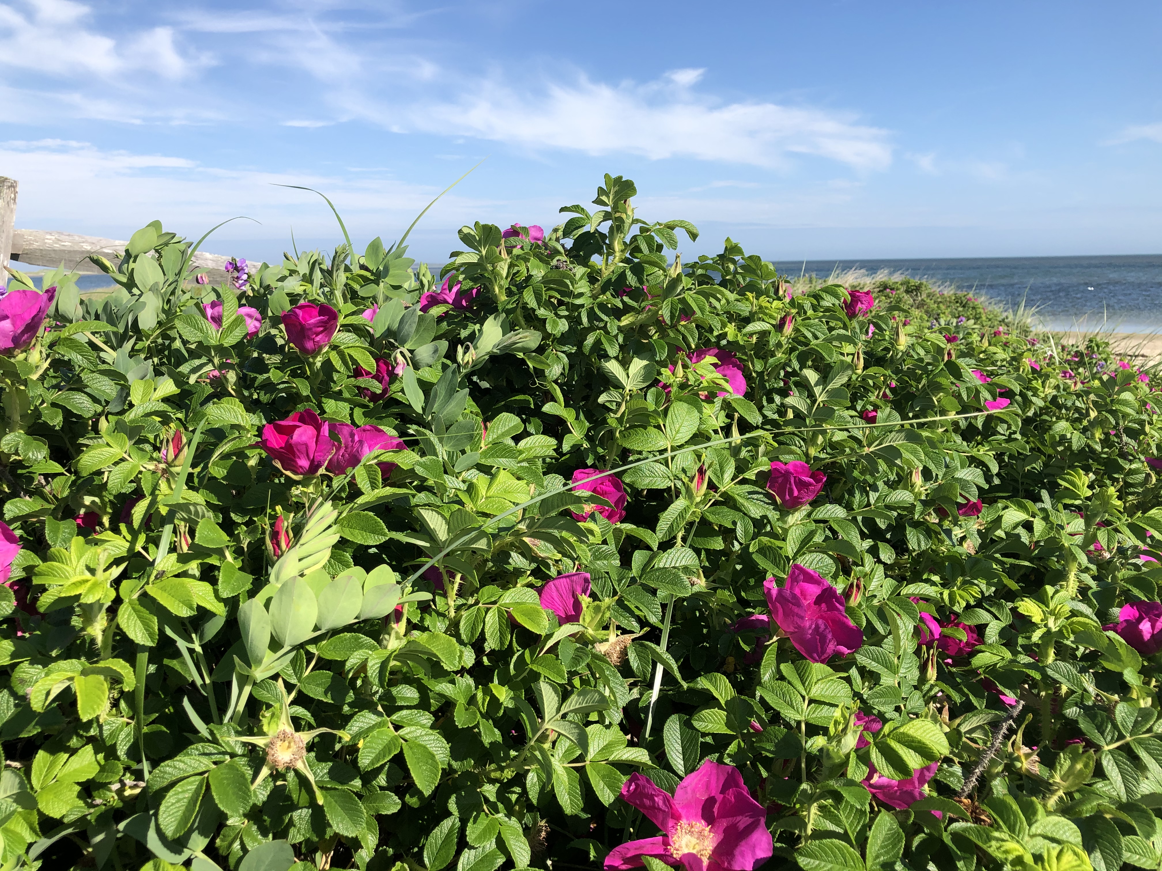 EE484A18-463E-41A7-B585-7C3F1D8243FE