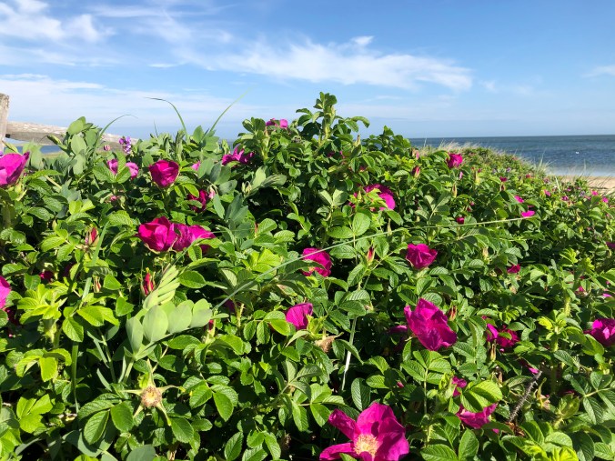 EE484A18-463E-41A7-B585-7C3F1D8243FE